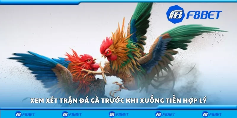 Xem xét trận đá gà trước khi xuống tiền hợp lý