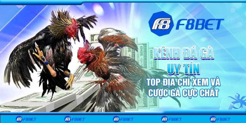 Kênh đá gà uy tín - Top địa chỉ xem và cược gà cực chất