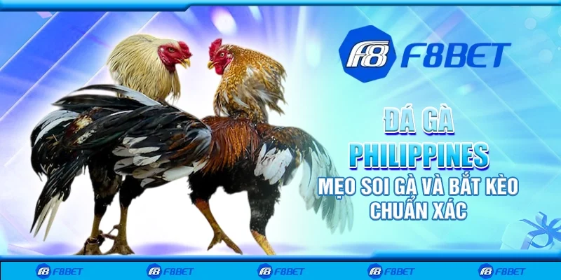 Đá gà Philippines - Mẹo soi gà và bắt kèo chuẩn xác