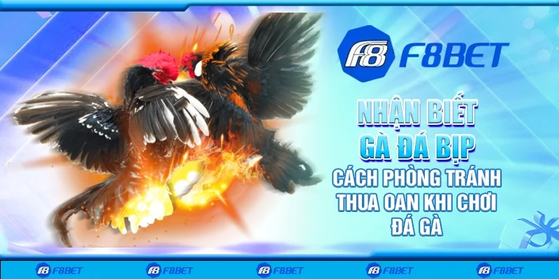 Nhận biết gà đá bịp – Cách phòng tránh thua oan khi chơi đá gà