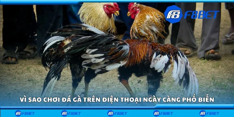 Vì sao chơi đá gà trên điện thoại ngày càng phổ biến