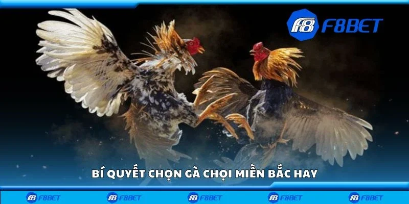 Bí quyết chọn gà chọi miền bắc hay