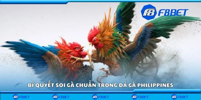 Bí quyết soi gà chuẩn trong đá gà Philippines
