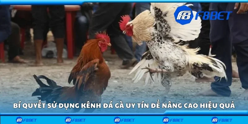 Bí quyết sử dụng kênh đá gà uy tín để nâng cao hiệu quả