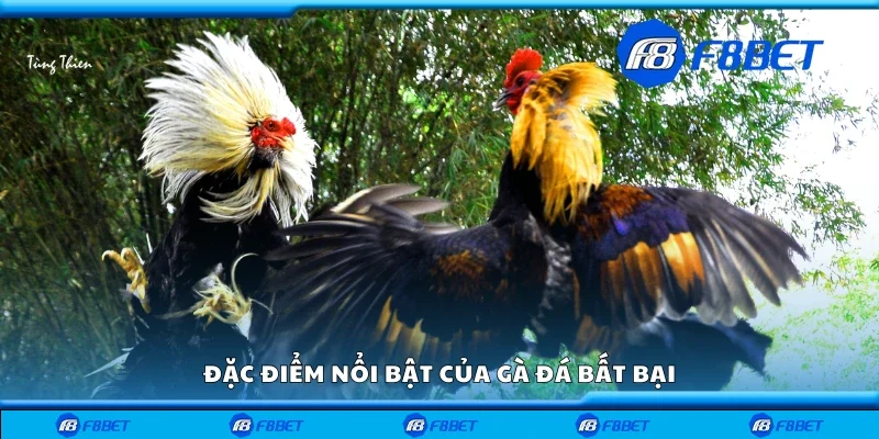 Các đặc điểm nổi bật của gà đá bất bại