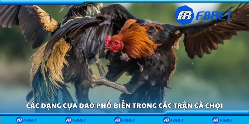 Các dạng cựa dao phổ biến trong các trận gà chọi