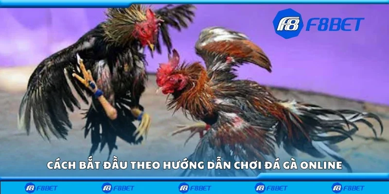 Cách bắt đầu theo hướng dẫn chơi đá gà online