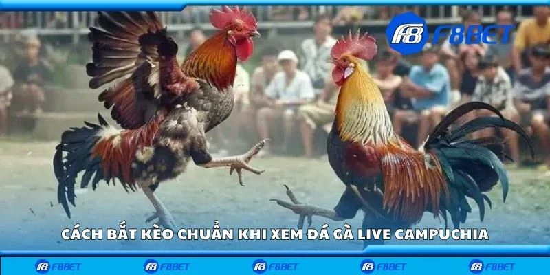 Cách bắt kèo chuẩn khi xem đá gà live Campuchia