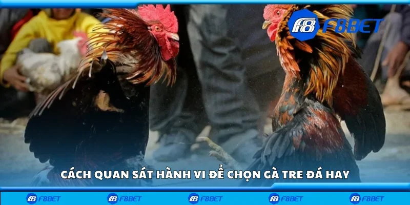 Cách quan sát hành vi để chọn gà tre đá hay