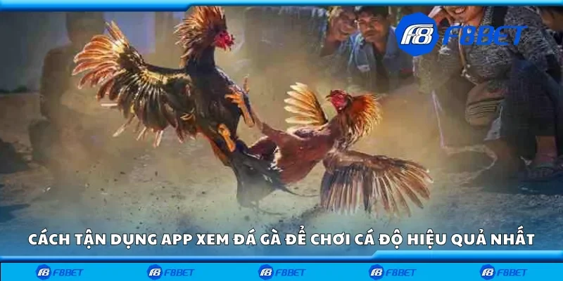Cách tận dụng app xem đá gà để chơi cá độ hiệu quả nhất