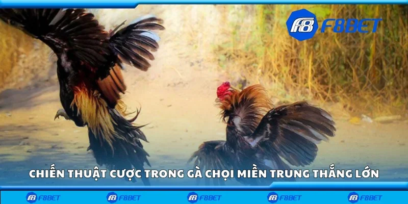 Chiến thuật cược trong gà chọi miền Trung thắng lớn