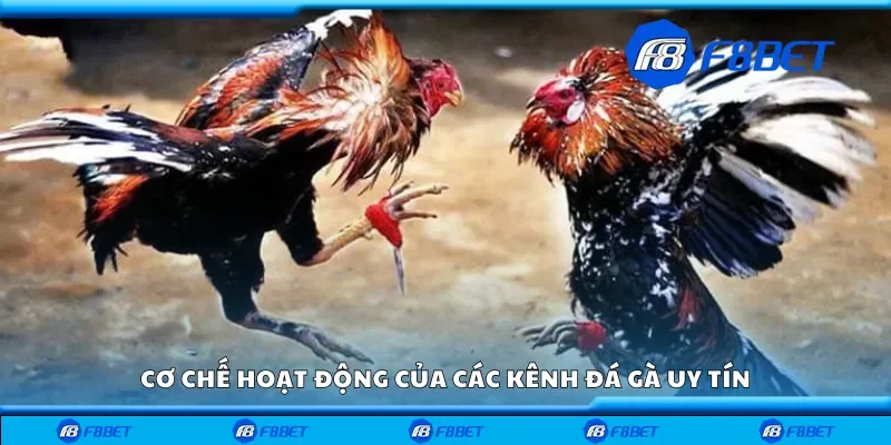 Cơ chế hoạt động của các kênh đá gà uy tín