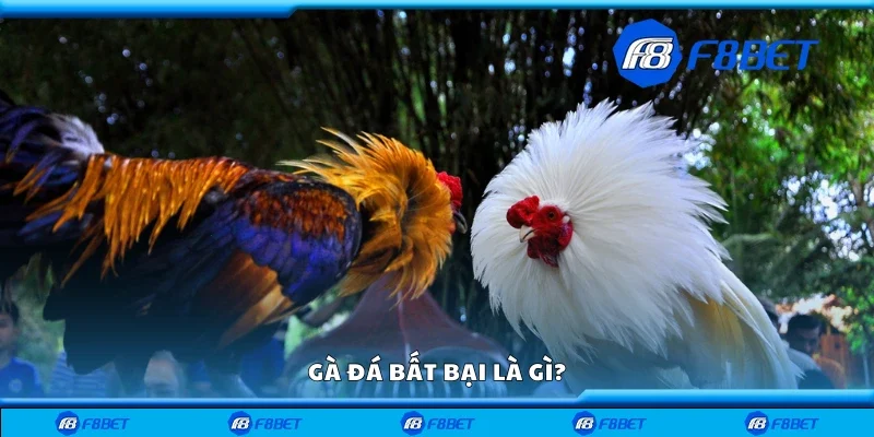 Gà đá bất bại là gì?