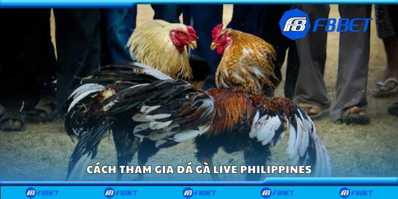Hướng dẫn tham gia đá gà live Philippines