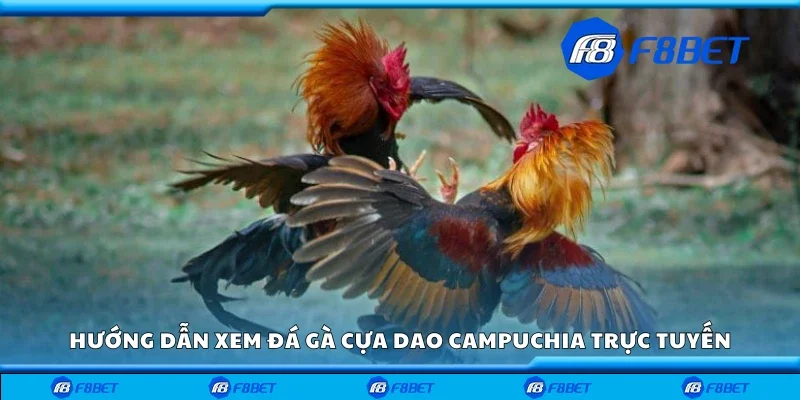 Hướng dẫn xem đá gà Campuchia trực tuyến