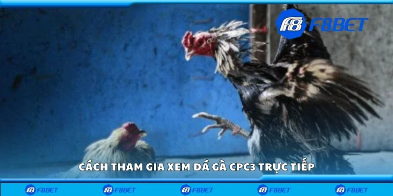 Hướng dẫn xem đá gà CPC3 trực tiếp