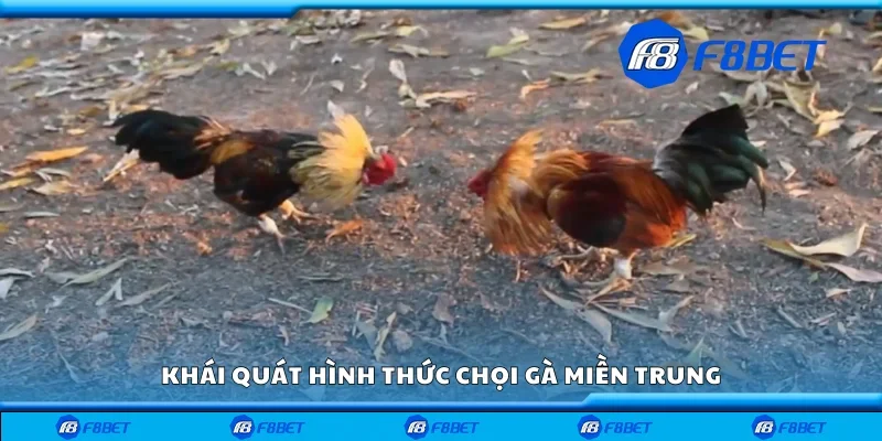 Khái quát hình thức chọi gà miền Trung