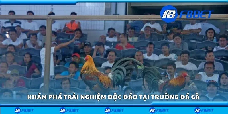 Khám phá trải nghiệm độc đáo tại trường đá gà 