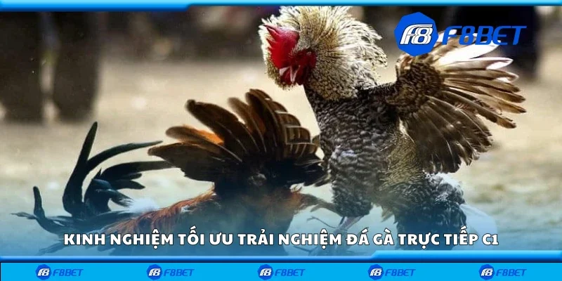 Kinh nghiệm tối ưu trải nghiệm đá gà trực tiếp C1