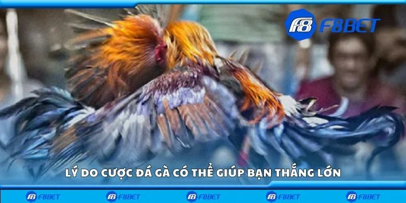 Lý do cược đá gà có thể giúp bạn thắng lớn