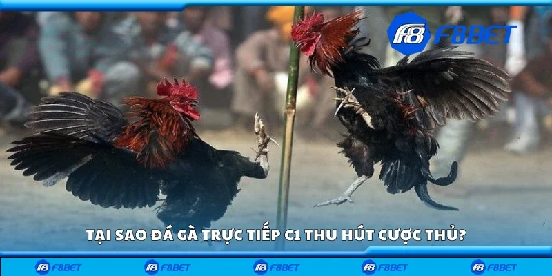 Lý do đá gà trực tiếp C1 thu hút cược thủ