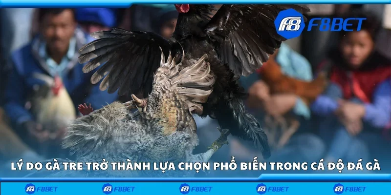Lý do gà tre trở thành lựa chọn phổ biến trong cá độ đá gà