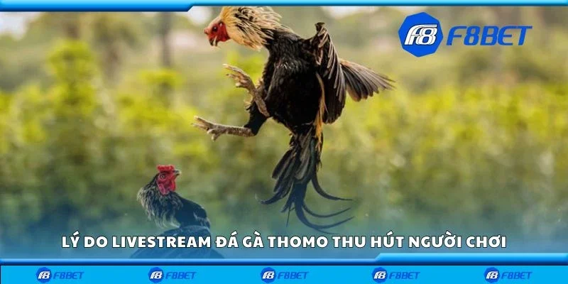 Lý do livestream đá gà thomo thu hút người chơi