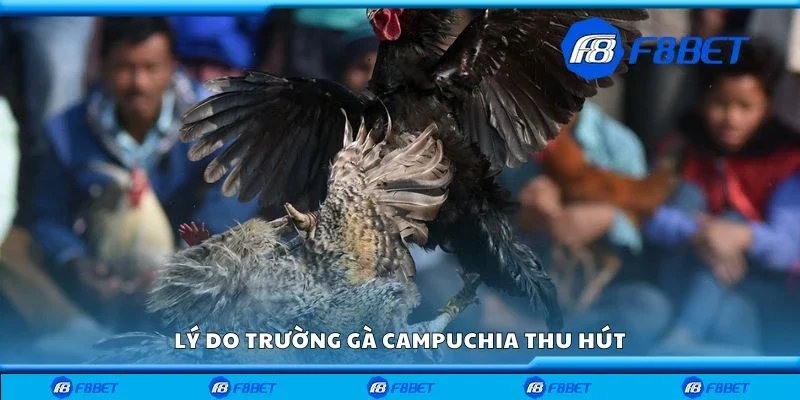 Lý do trường gà Campuchia thu hút