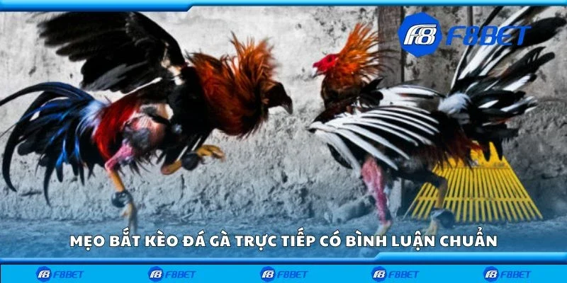 Mẹo bắt kèo đá gà trực tiếp có bình luận chuẩn