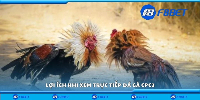 Một số lợi ích khi xem trực tiếp đá gà CPC3