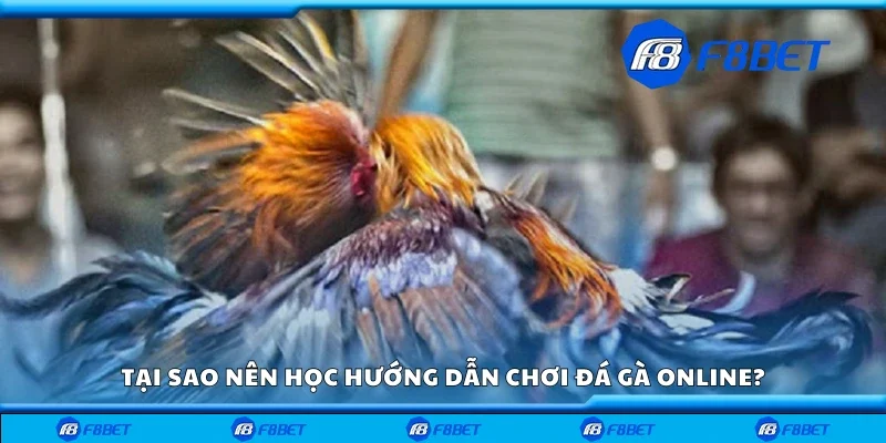 Tại sao nên học hướng dẫn chơi đá gà online?