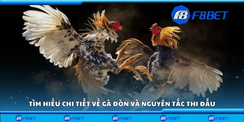 Tìm hiểu chi tiết về gà đòn và nguyên tắc thi đấu