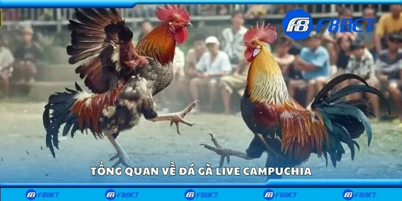Tổng quan về đá gà live Campuchia
