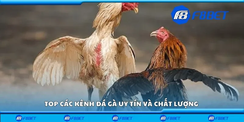 Top các kênh đá gà uy tín và chất lượng 