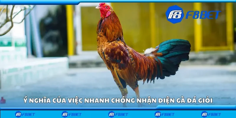 Ý nghĩa của việc nhanh chóng nhận diện gà đá giỏi